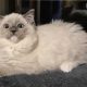 Sába, Blue Mitted kislány