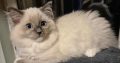 Sába, Blue Mitted kislány