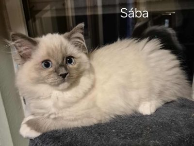 Sába, Blue Mitted kislány