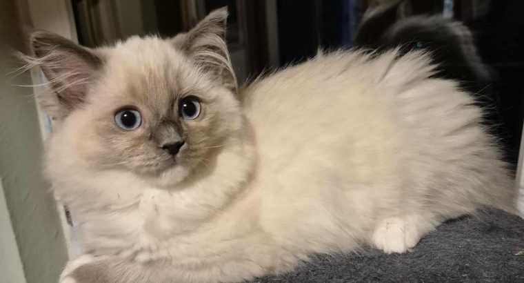 Sába, Blue Mitted kislány