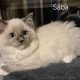 Sába, Blue Mitted kislány