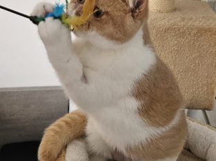 Colorful Universe Carpo