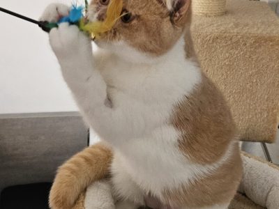 Colorful Universe Carpo