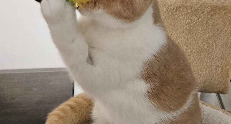 Colorful Universe Carpo