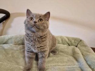 Skót állófülű kis lány