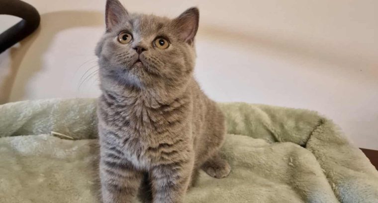 Skót állófülű kis lány