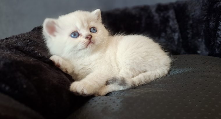 Inzy brit rövidszőrű kis herceg