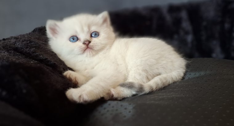 Inzy brit rövidszőrű kis herceg