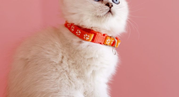 Inez brit rövidszőrű szépség