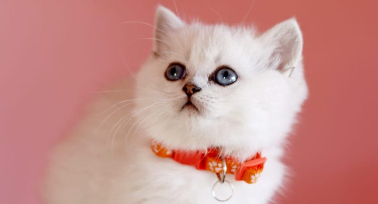 Inez brit rövidszőrű szépség