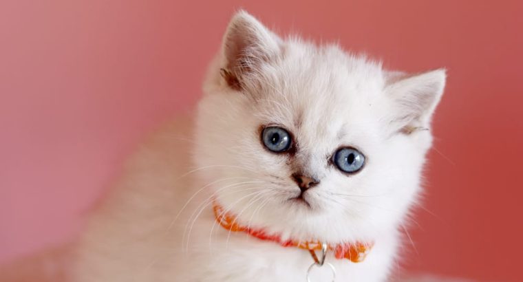 Inez brit rövidszőrű szépség