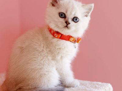 Inez brit rövidszőrű szépség