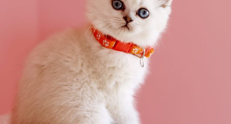 Inez brit rövidszőrű szépség