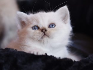 Inzy brit rövidszőrű kis herceg