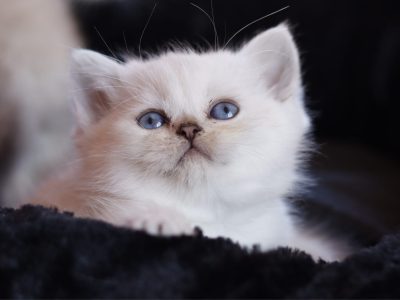 Inzy brit rövidszőrű kis herceg