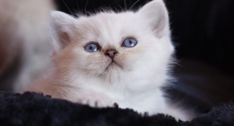 Inzy brit rövidszőrű kis herceg