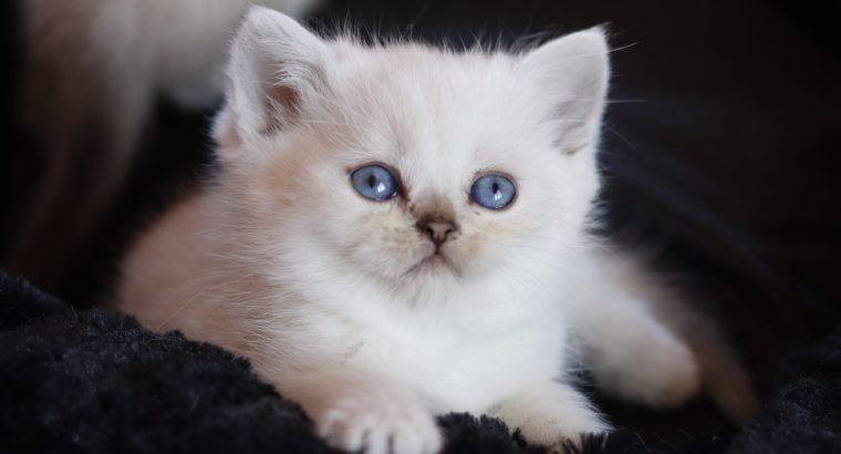 Inzy brit rövidszőrű kis herceg