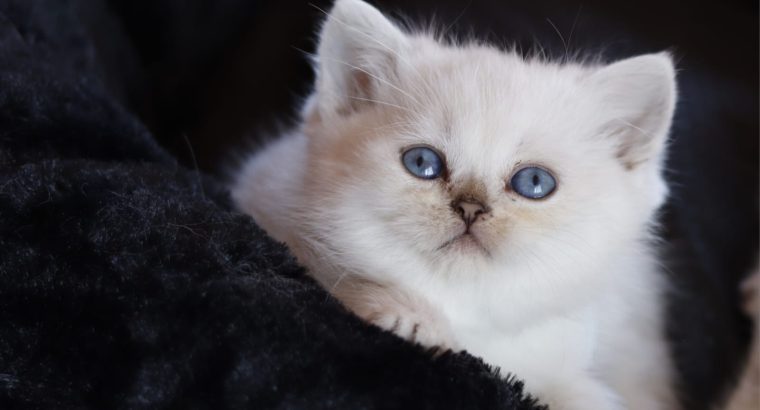 Inzy brit rövidszőrű kis herceg