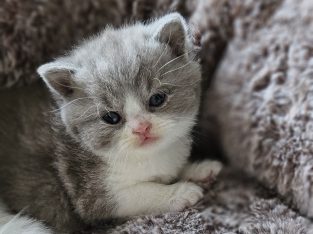 Lila bicolour rövidszőrű kandúr