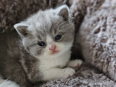 Lila bicolour rövidszőrű kandúr