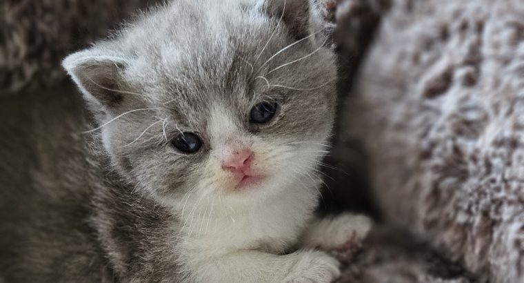 Lila bicolour rövidszőrű kandúr