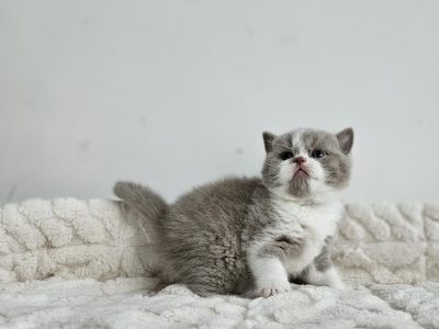 Lila bicolour rövidszőrű kandúr