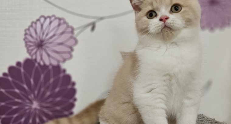 Krém bicolour kandúr