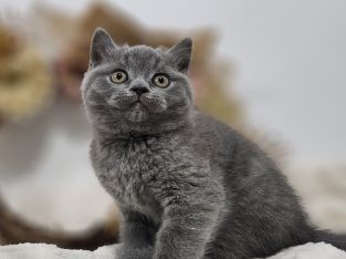 Emir Brit kék kandúr