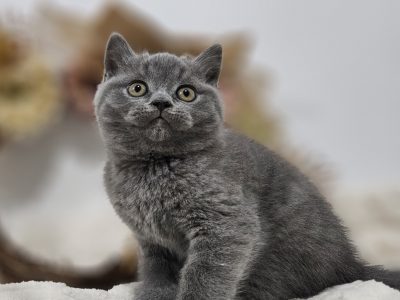 Emir Brit kék kandúr