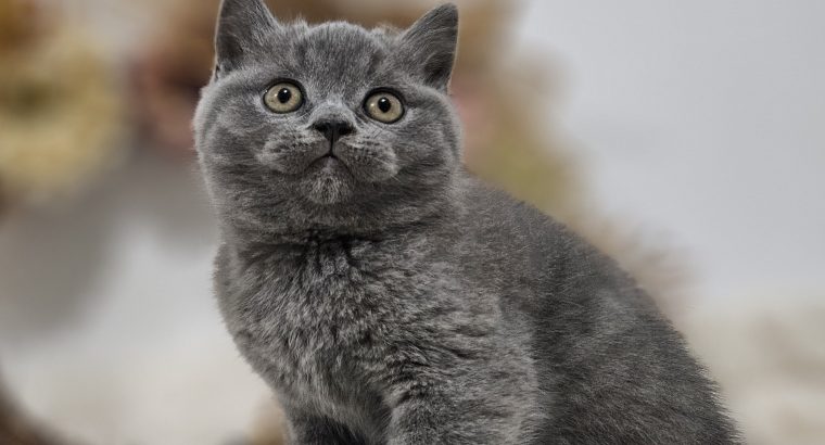 Emir Brit kék kandúr