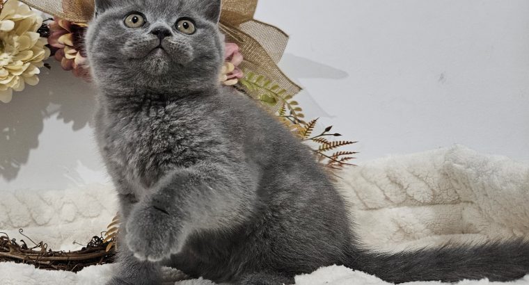 Emir Brit kék kandúr