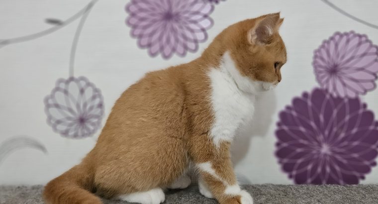 Vörös bicolour kandúr