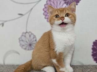 Vörös bicolour kandúr