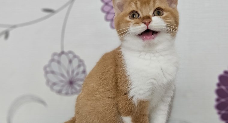 Vörös bicolour kandúr