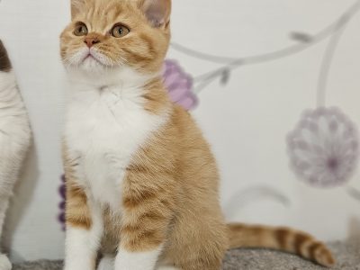 Vörös bicolor kandúrka