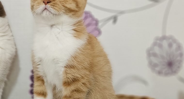 Vörös bicolor kandúrka