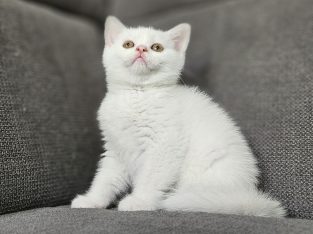 Hófehér brit rövidszőrű kandúr