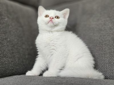 Hófehér brit rövidszőrű kandúr