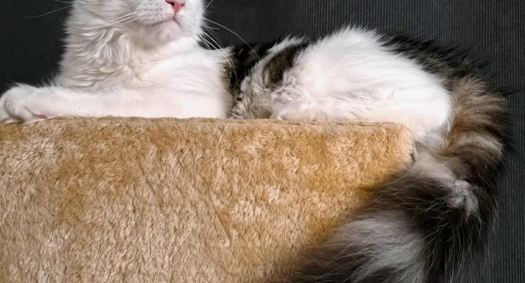 Happy Big Paws Jade kisasszony