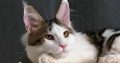 Happy Big Paws Jade kisasszony