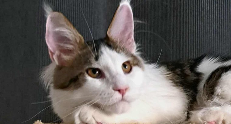 Happy Big Paws Jade kisasszony