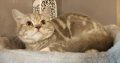 Lila tabby fiúcska