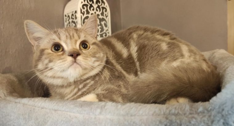 Lila tabby fiúcska