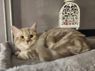 Lila tabby fiúcska