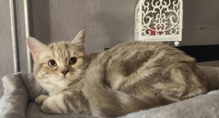 Lila tabby fiúcska