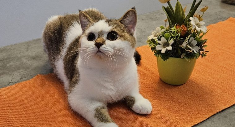 Colorful Universe Aramis