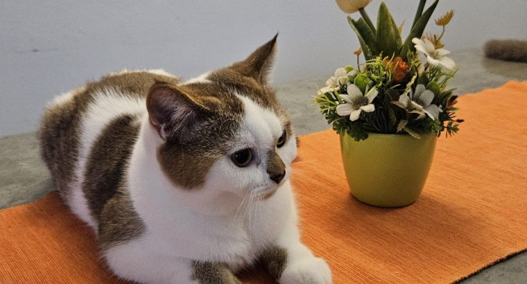 Colorful Universe Aramis