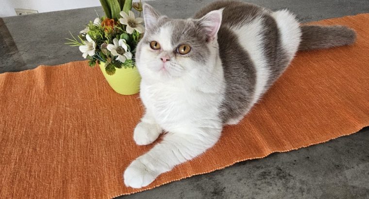 Colorful Universe Leda