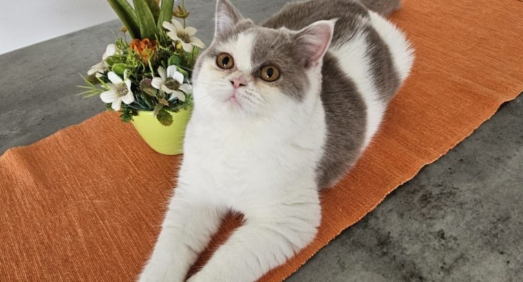 Colorful Universe Leda