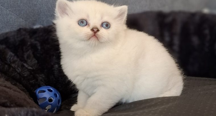 Inzy brit rövidszőrű kis herceg
